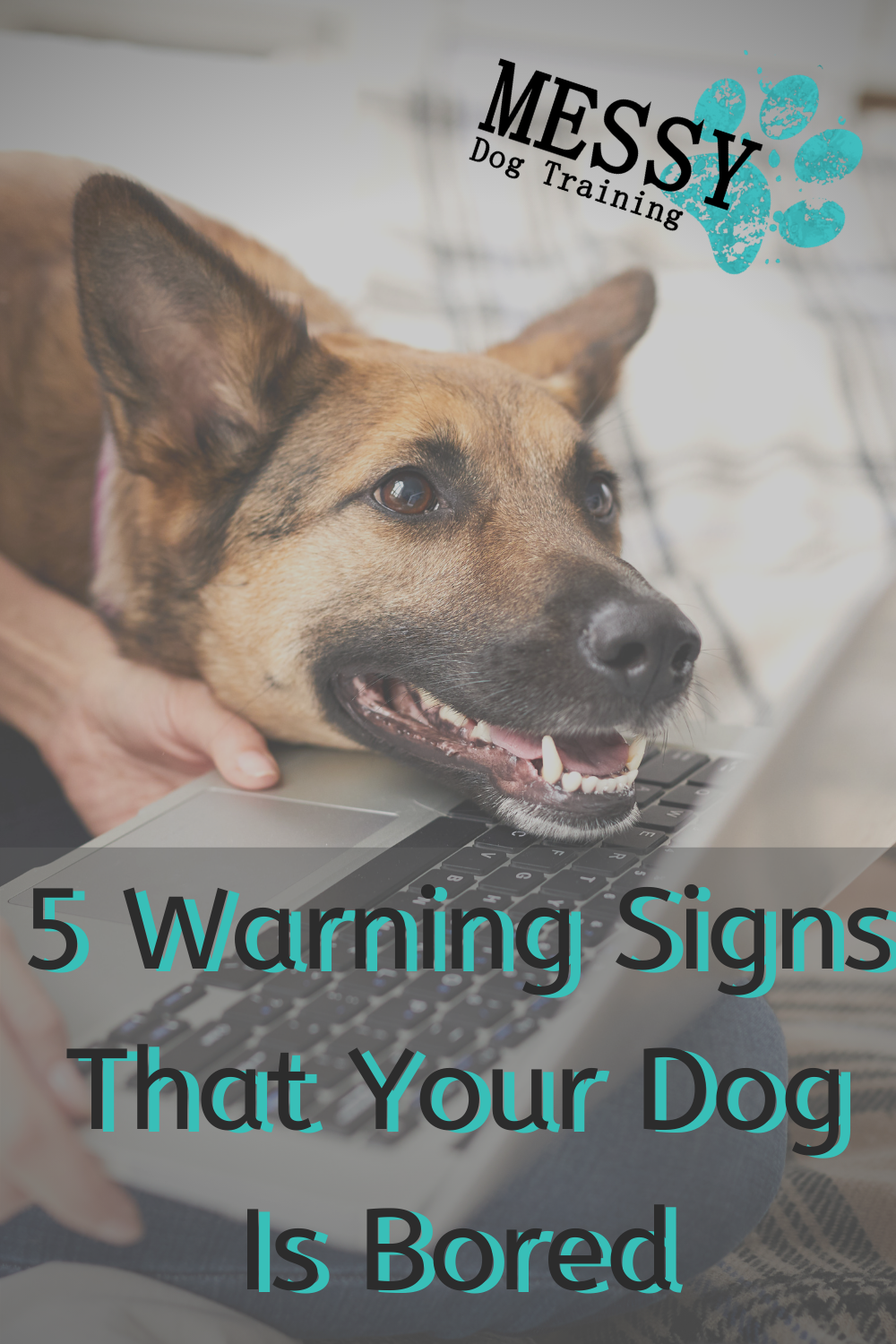 7 Signs Your Pet is Bored
